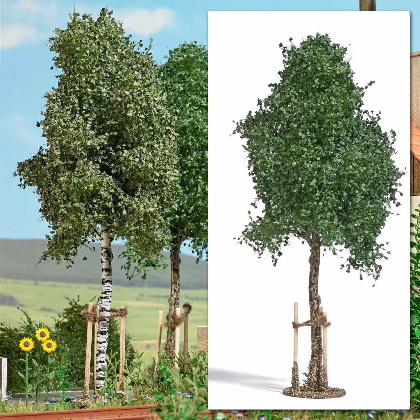 BUS10626 Young Sycamore With Stakes 170mm Tall