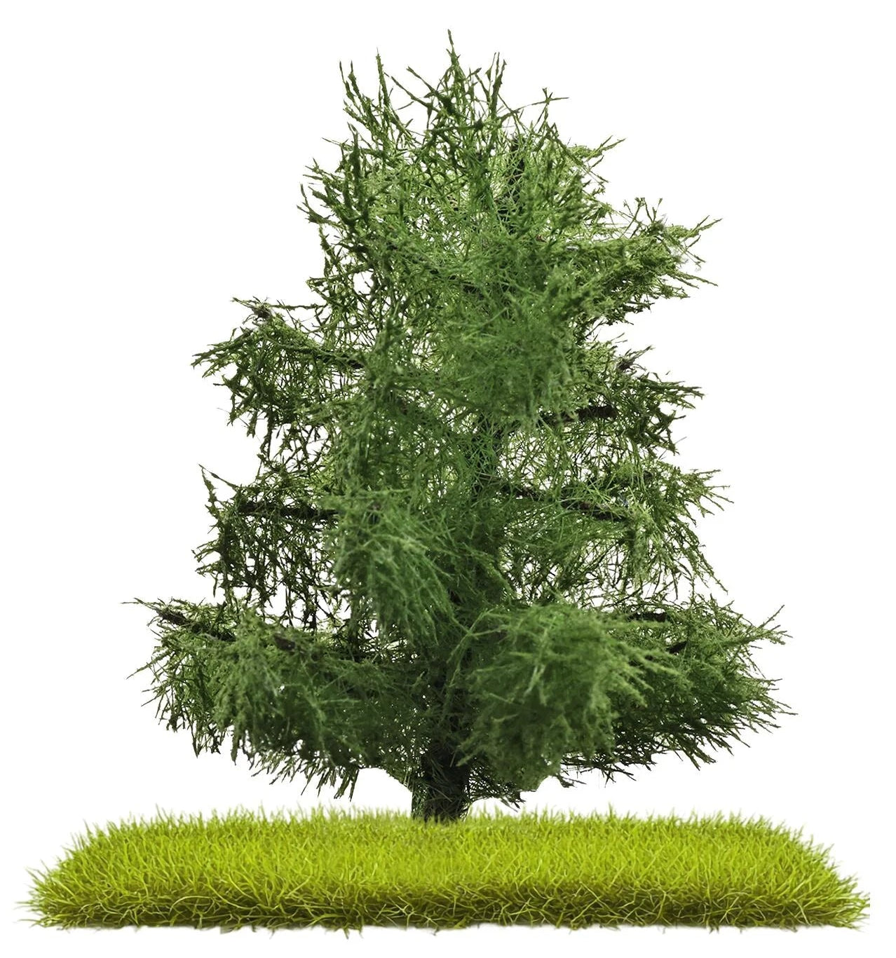 BUS3805 2 Spruces 80 mm