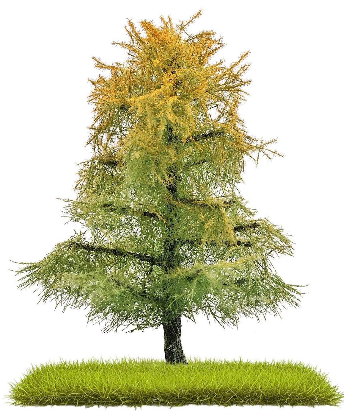 BUS3815 2 Larches 80 mm, late summer bicolored bicolored