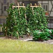 BUS1269 18 runner beans on wooden poles
