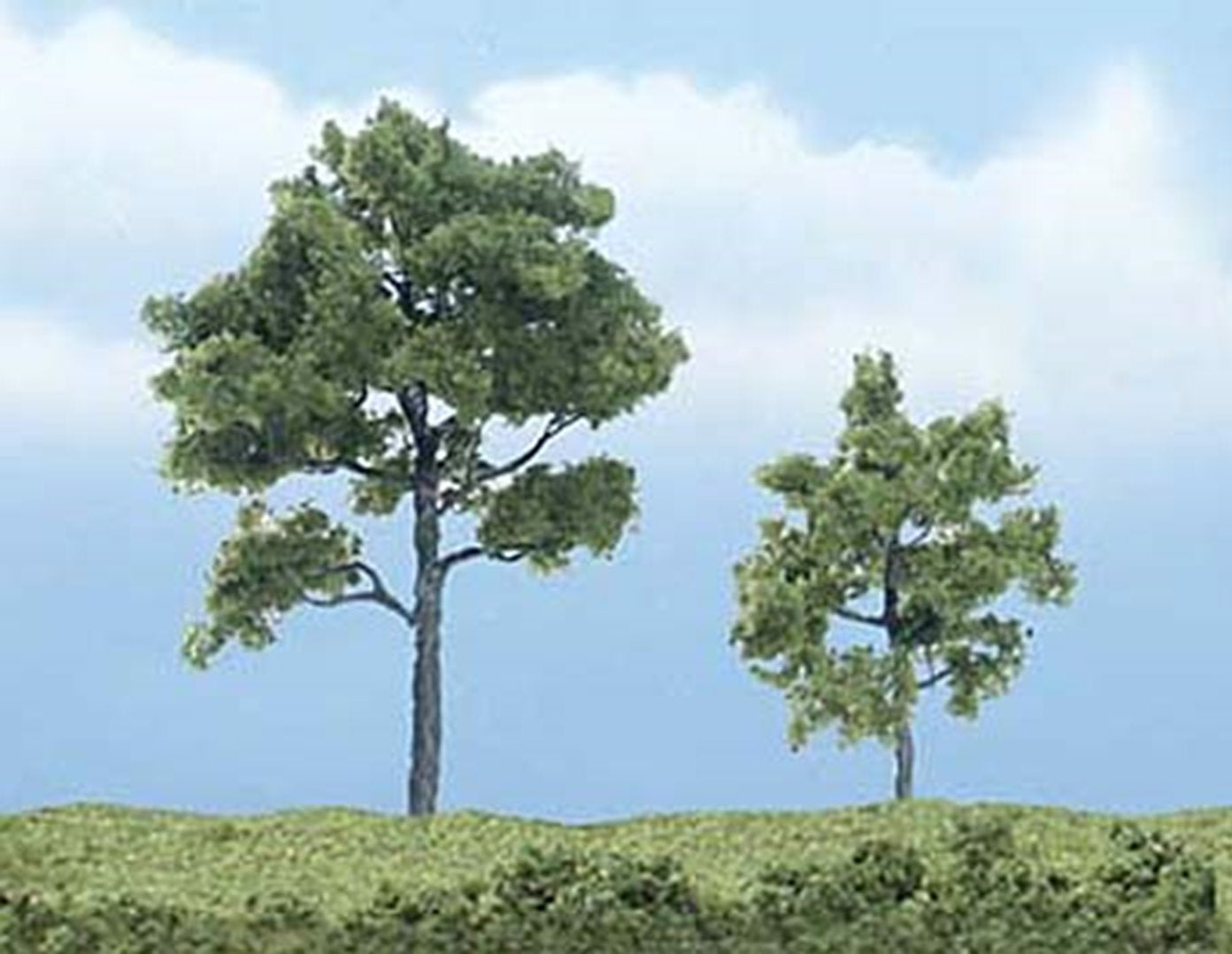 Premium Locust Trees 1 ¾ - 3 inch (Pack of 2)