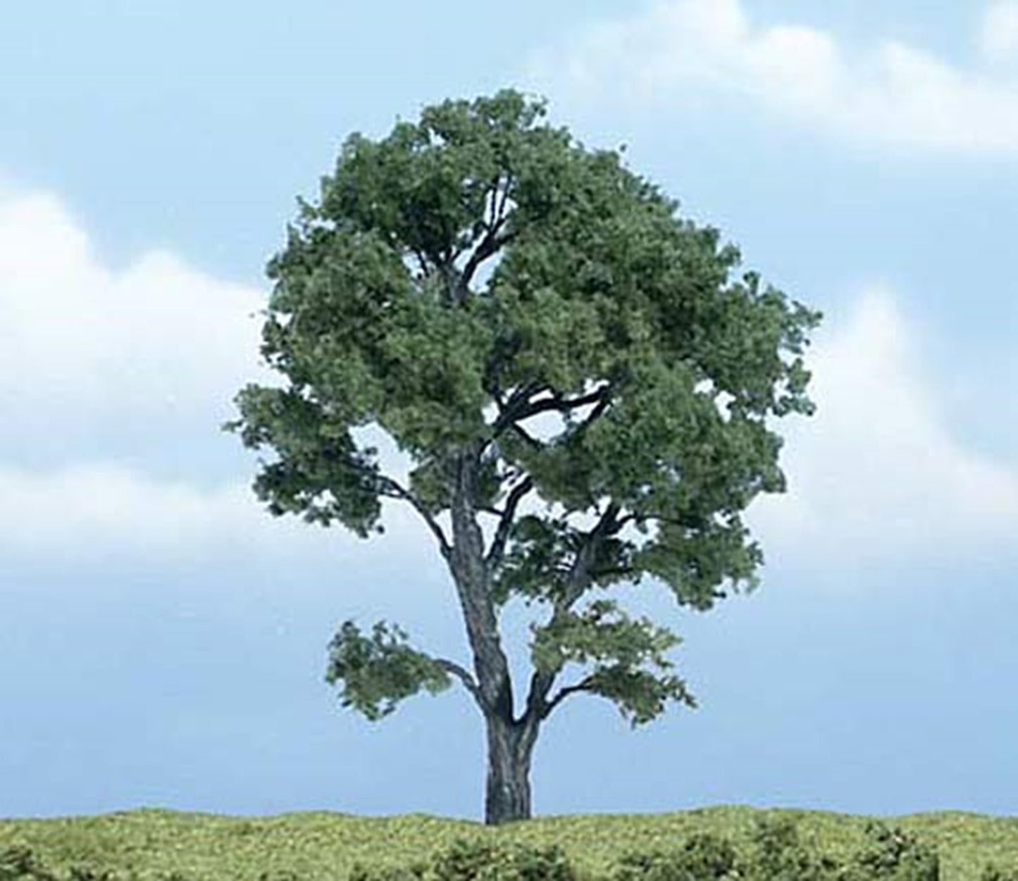 Premium Maple Tree 4 ½ inch