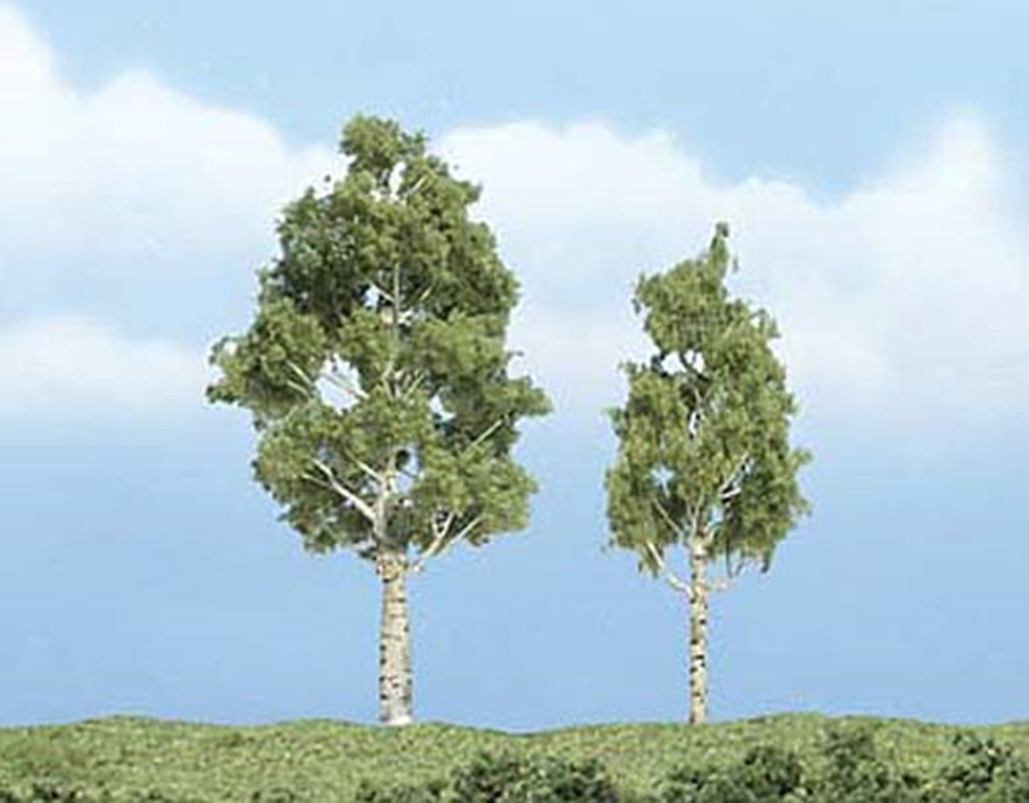 Premium Aspen Trees 2 ¼ - 2 ¾ inch (Pack of 2)