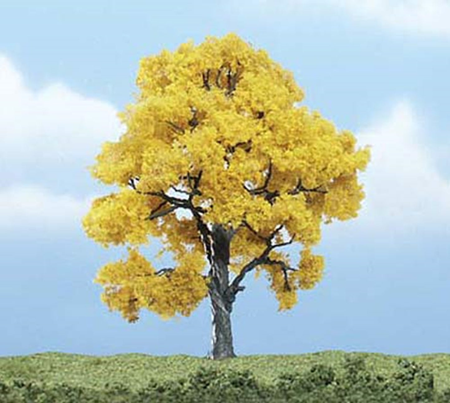 Premium Fall Beech Tree 4 inch