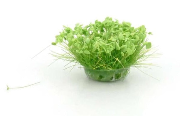Field Plants 6mm Grass Tufts (42)