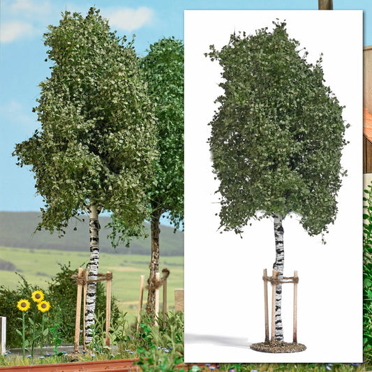 BUS10625 Young birch with stakes 170 mm tall