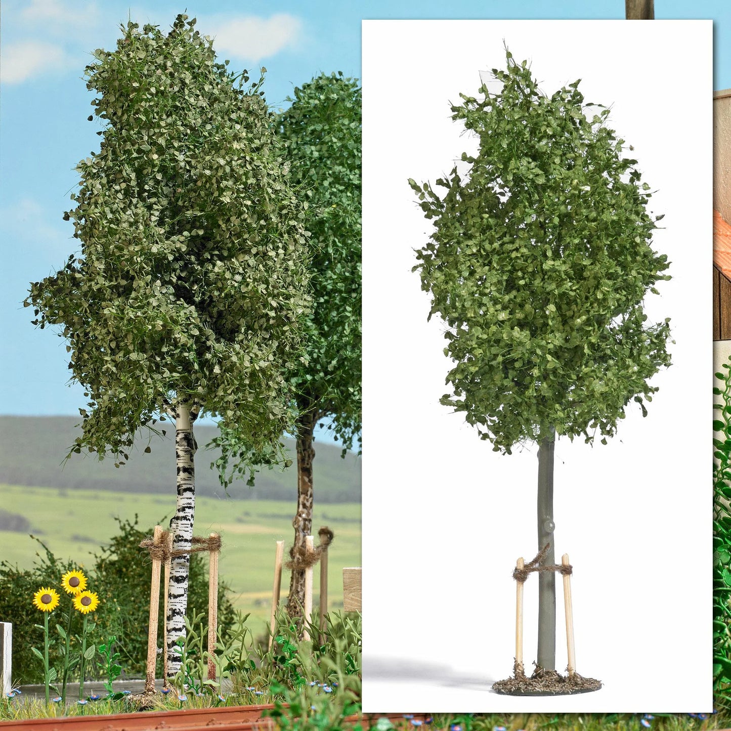 BUS10627 Young sycamore with stakes 170mm tall