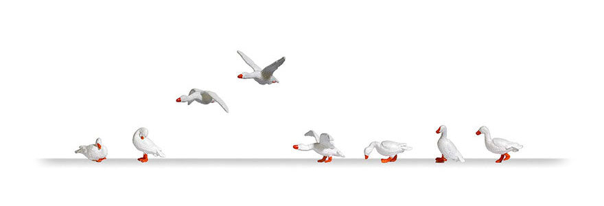 BUS1195 HO 8 Domestic Geese