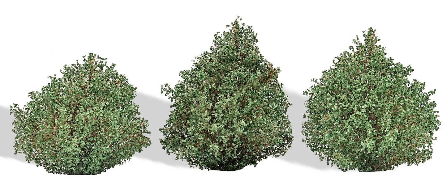 BUS3607 3 Bushes, Summer