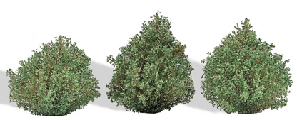 BUS3607 3 Bushes, Summer