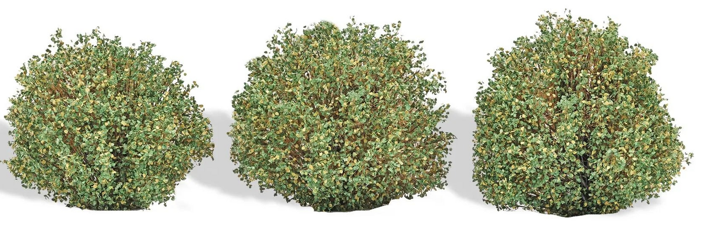BUS3608 3 Bushes, Late Summer