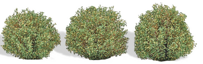 BUS3608 3 Bushes, Late Summer