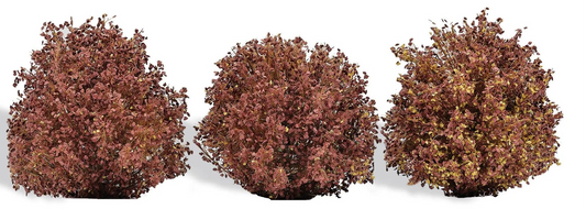 BUS3608 3 Bushes, Autumn