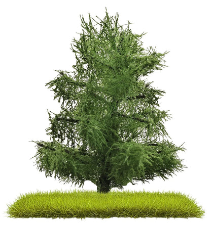 BUS3805 2 Spruces 80 mm