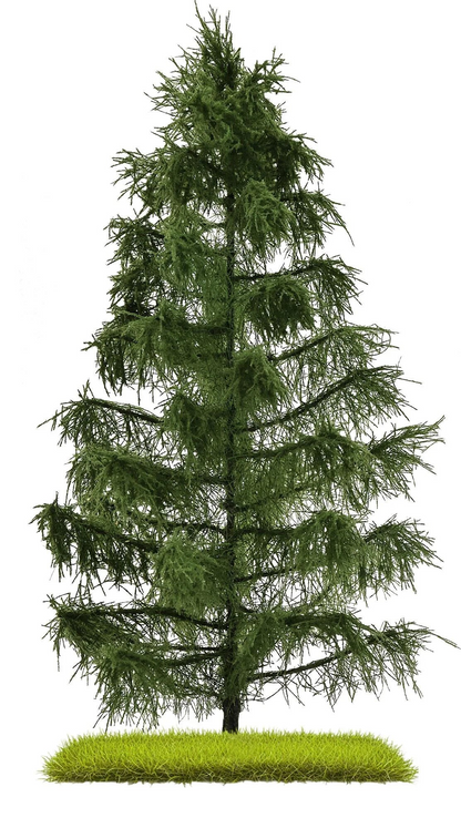BUS3807 Spruce 210 mm