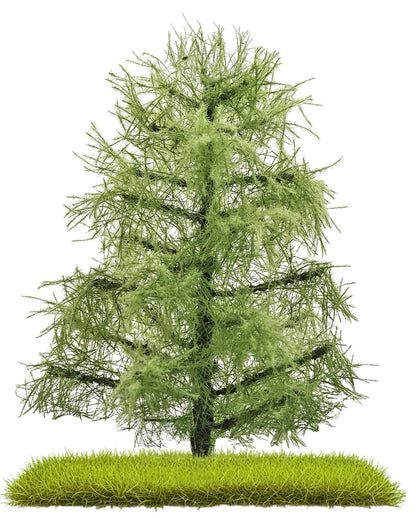 BUS3811 Larches 80 mm, summer