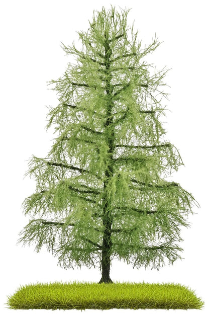 BUS3812 Larch 140 mm, Summer
