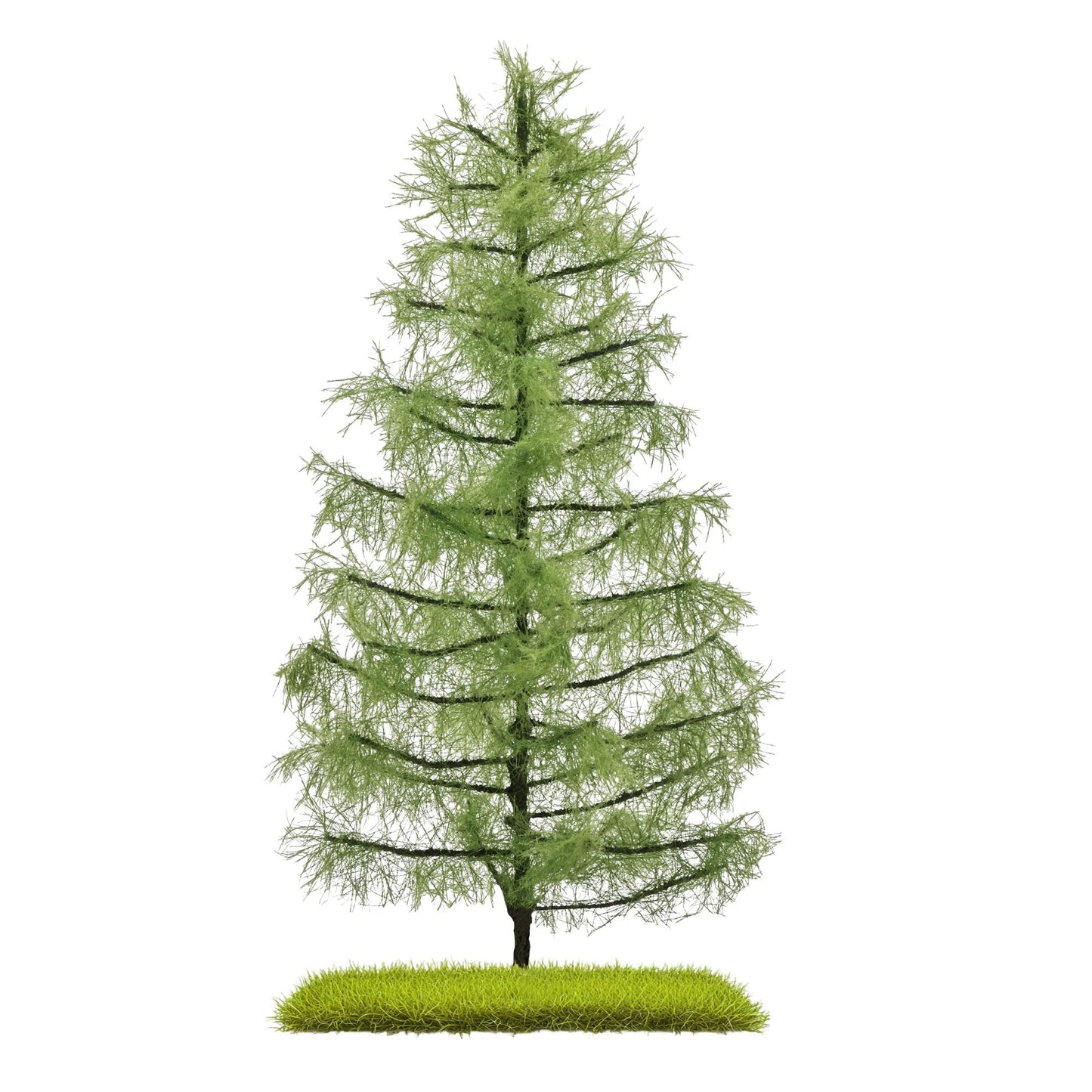 BUS3813 Larch 210 mm, Summer