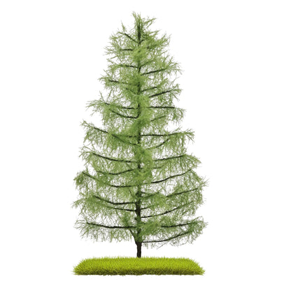 BUS3813 Larch 210 mm, Summer