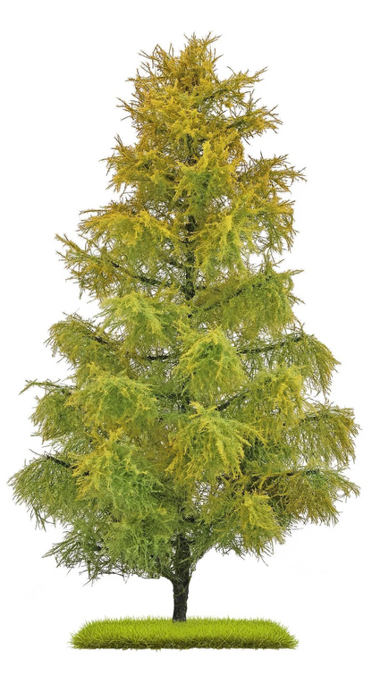 BUS3817  Larch 210 mm, late summer bicolored bicolored