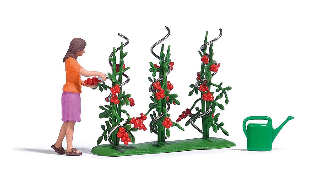 BUS7876 Woman harvesting tomato plants