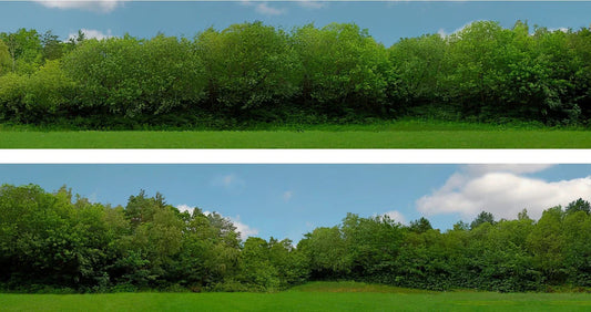 Art Printers Tall Trees 149C OO Gauge 15" High Backscene