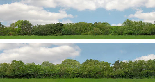 Art Printers Trees OO Gauge 15" High Backscene