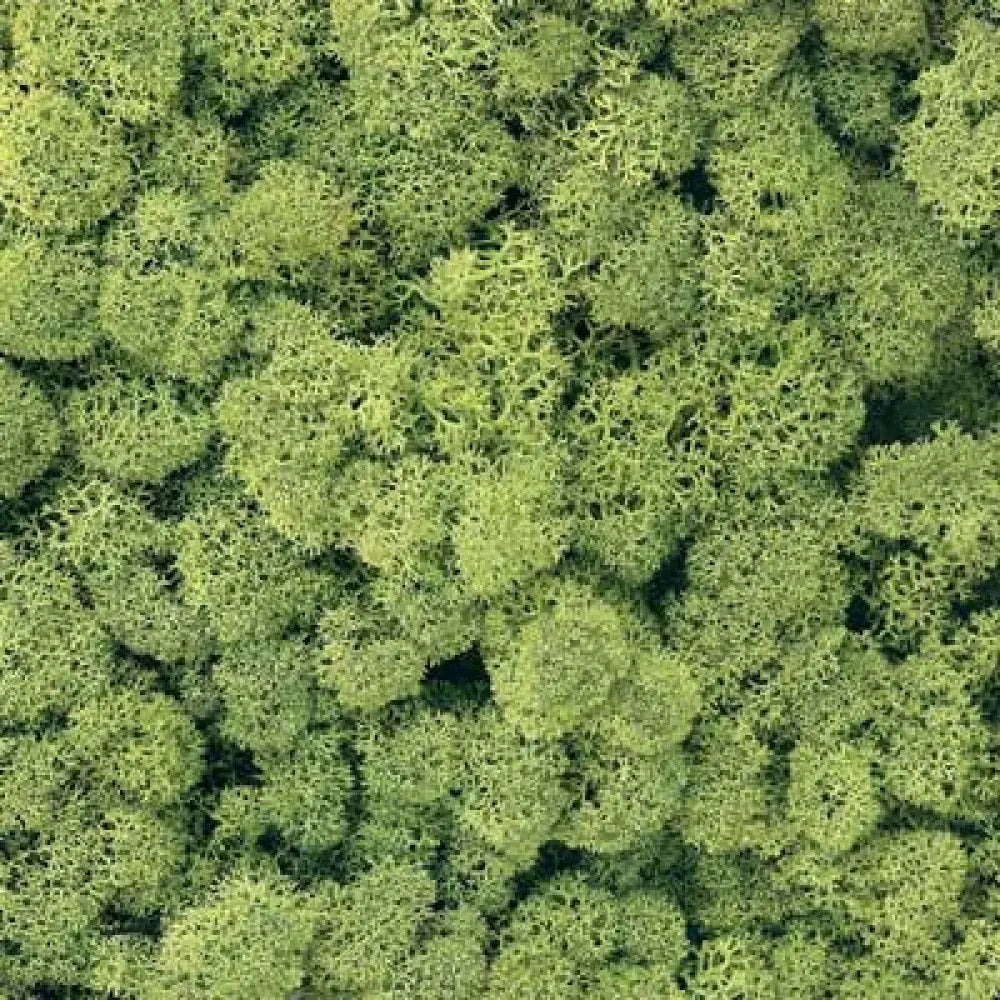 Lichen EX.1023 Light Green 125g