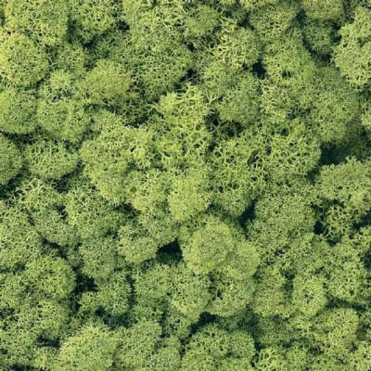 Lichen EX.1033 Light Green 250g