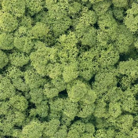 Lichen EX.1013 Light Green 50g