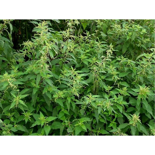 00899 - Nettles (14/pack)