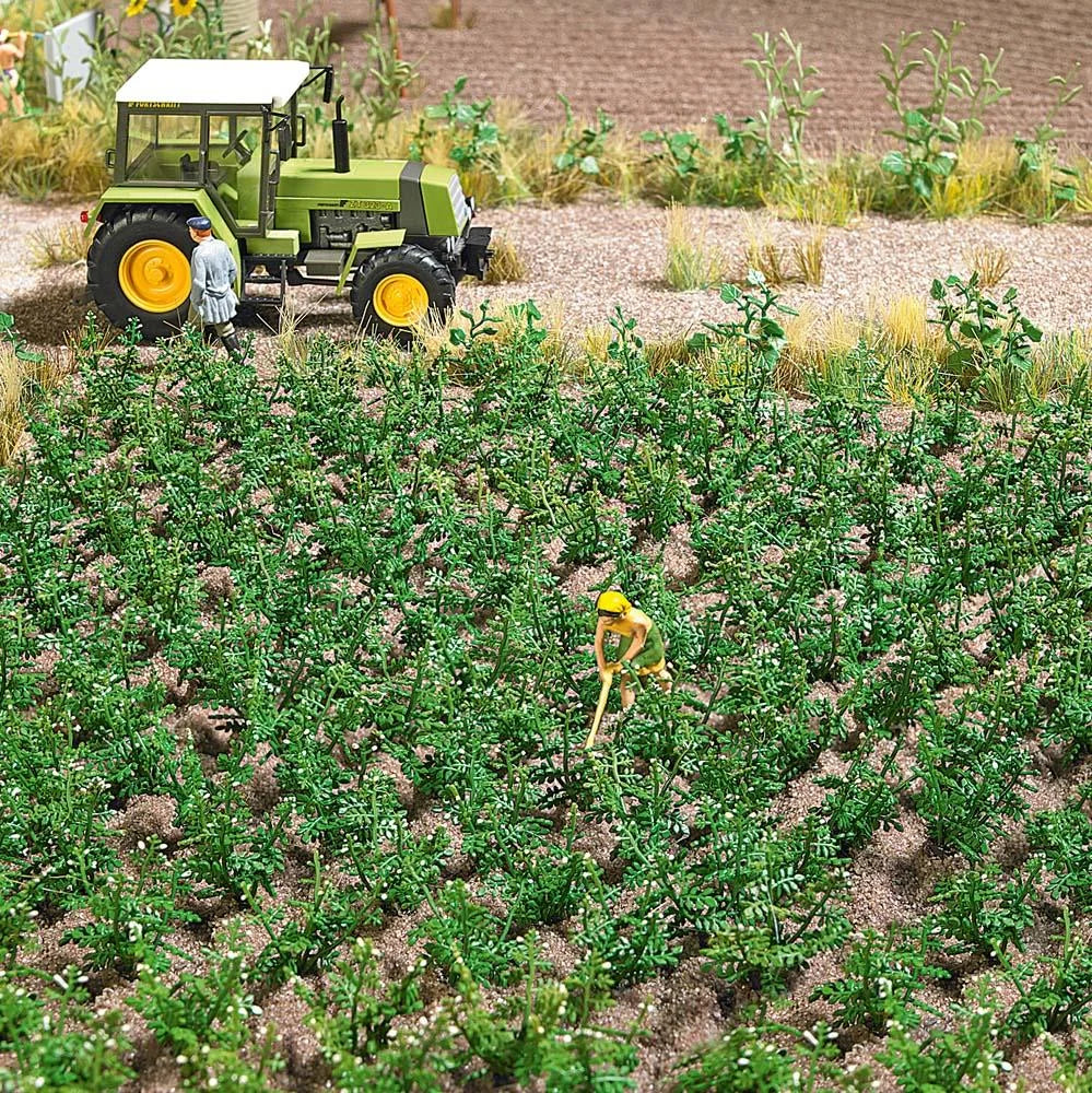 BUS1266 Potato Plants