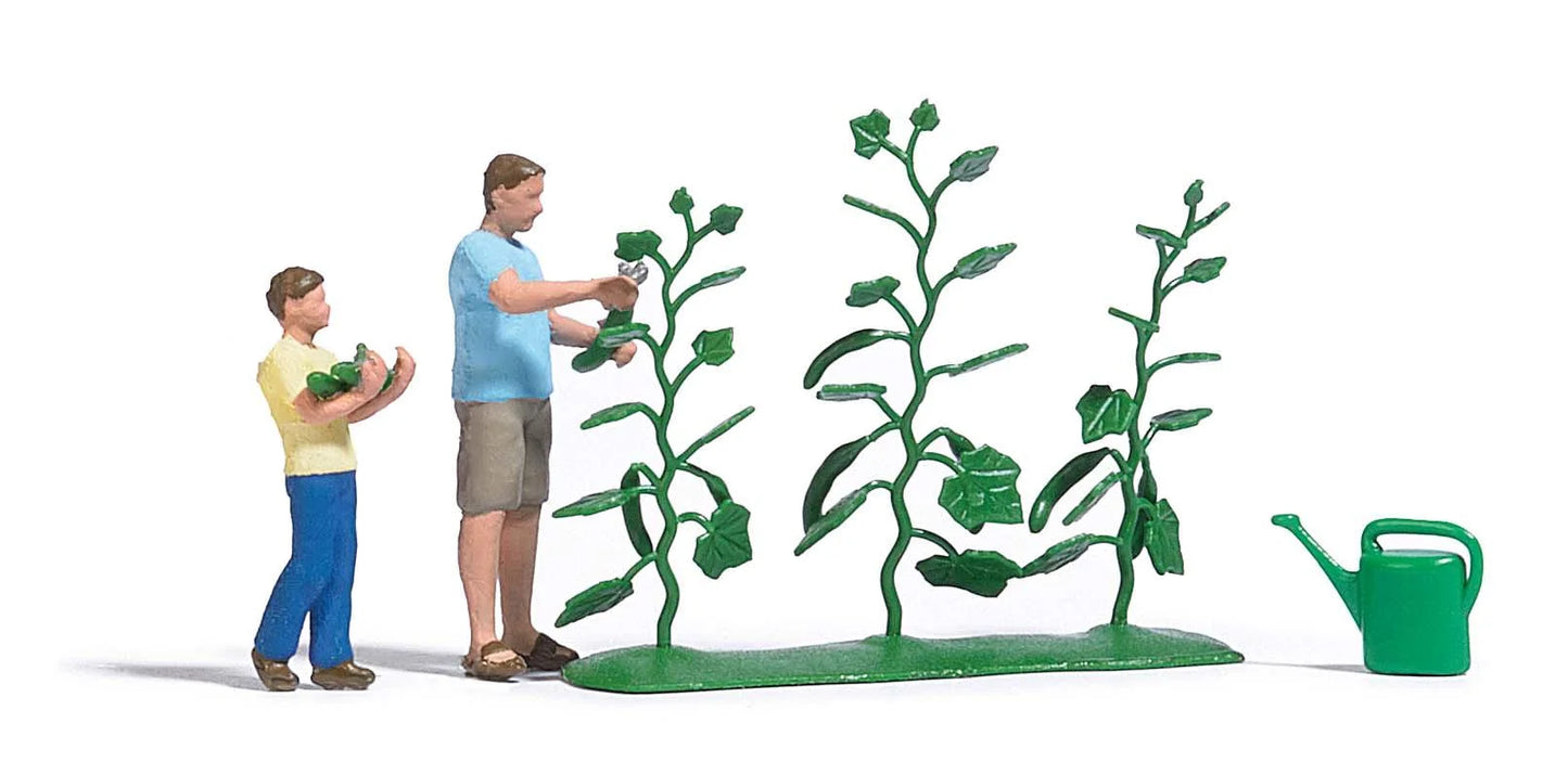 BUS7877 Cucumber harvest