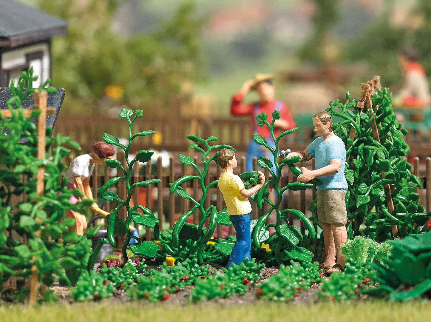 BUS7877 Cucumber harvest