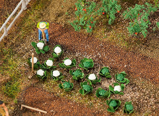 Cabbages (10) & Cauliflowers (10)