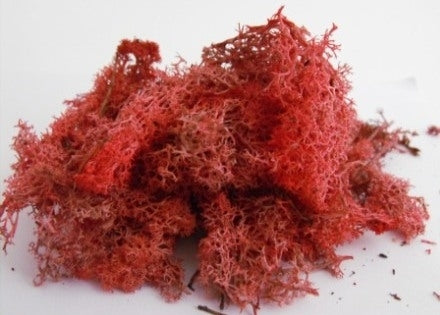 Lichen/moss - Autumn Red - Small Pack