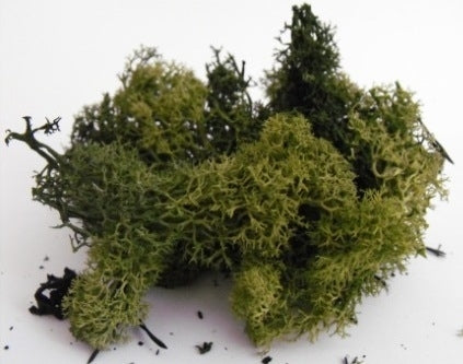 Lichen/moss - Dark Green - Small Pack