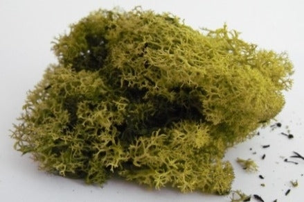 Lichen/moss - Medium Green - Small Pack