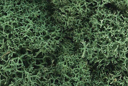 L162 Light Green Lichen