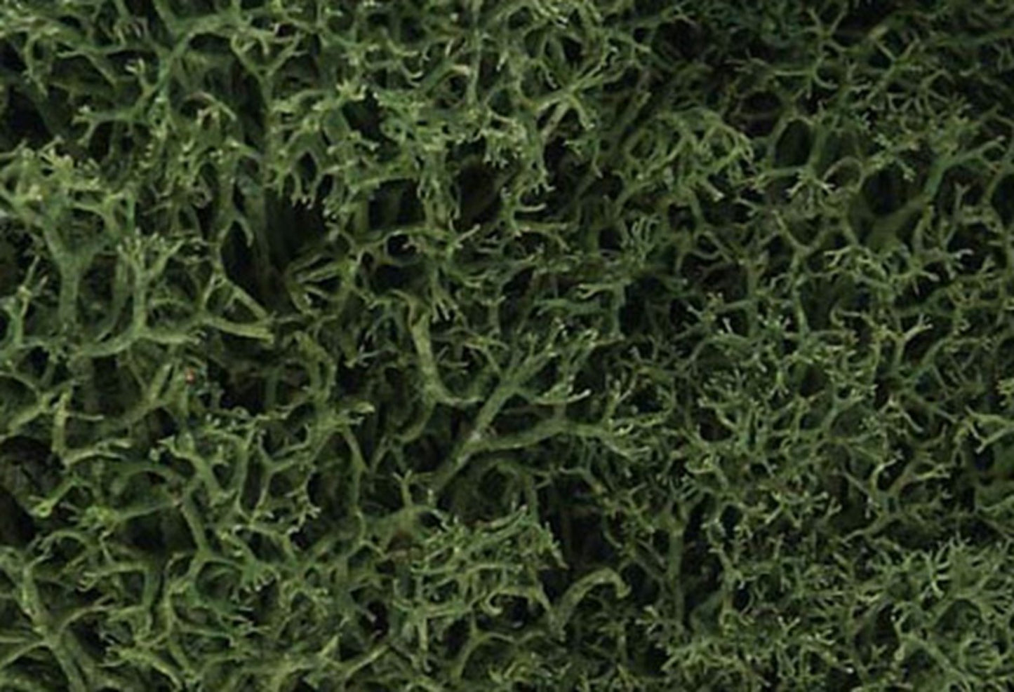 L163 Medium Green Lichen