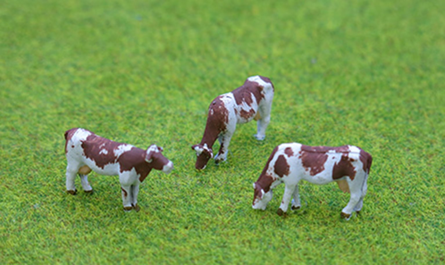 PDZ48 P&D Marsh OO Gauge Cows