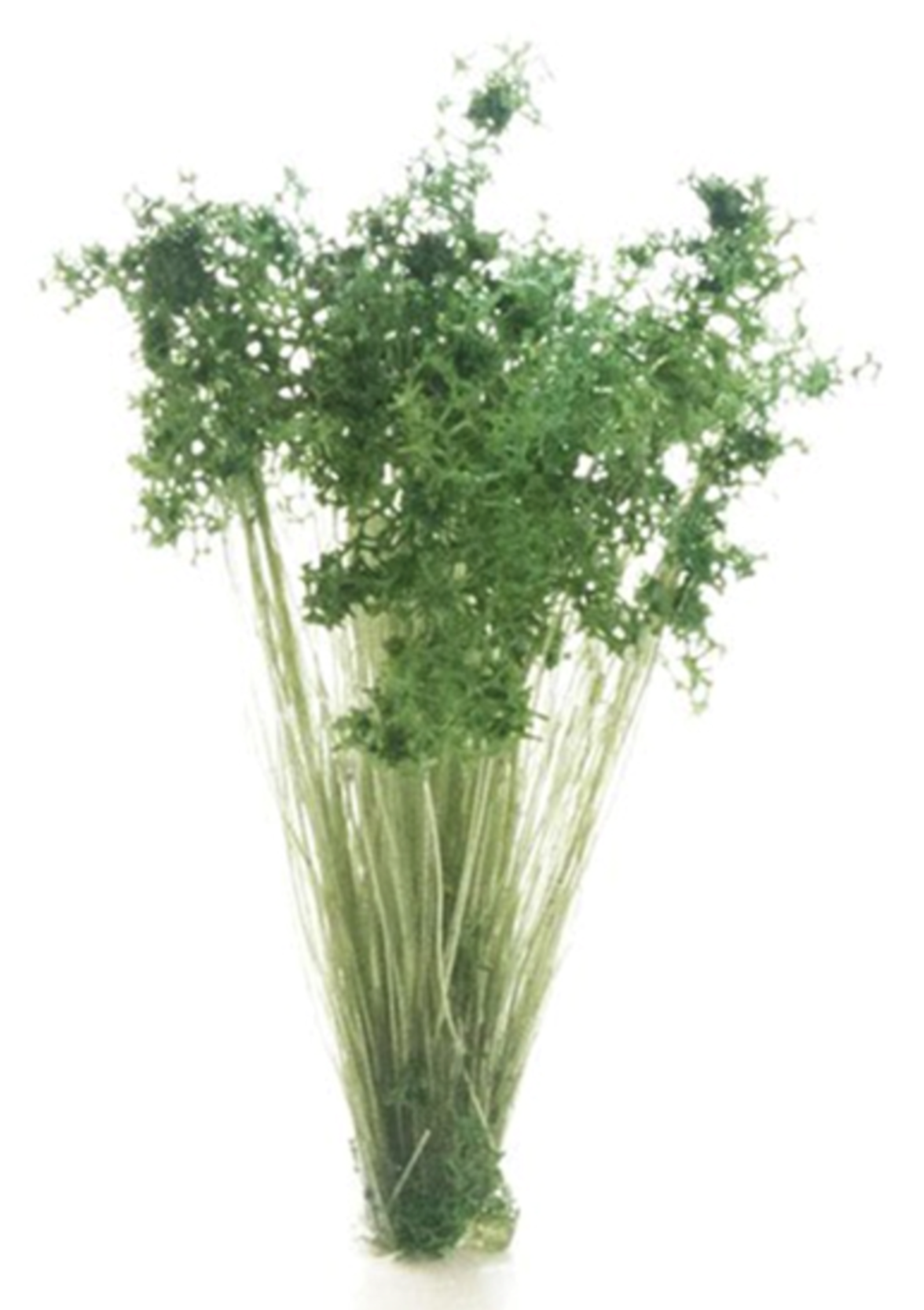 FS778 Peel ‘n’ Place Dark Green Prairie Grass