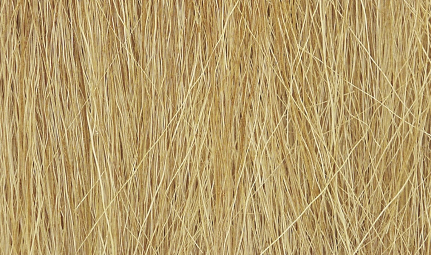 Harvest Gold Field Grass