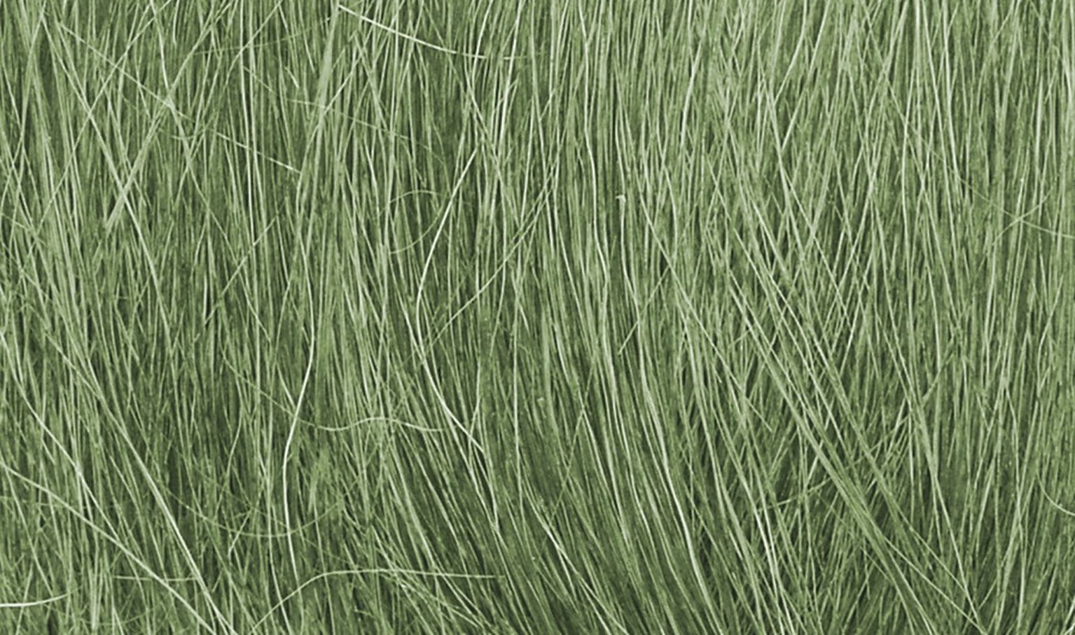 Medium Green Field Grass