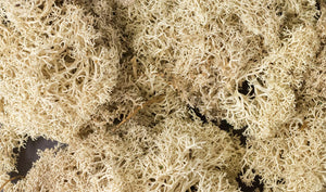 Natural Lichen