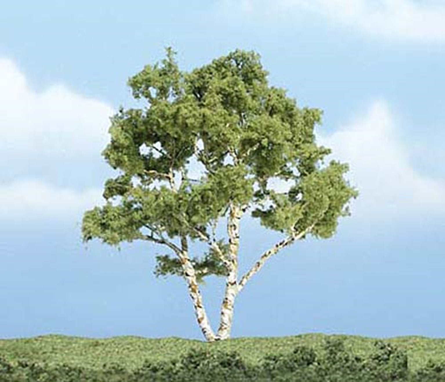 Premium Birch Tree 3 7/8 inch