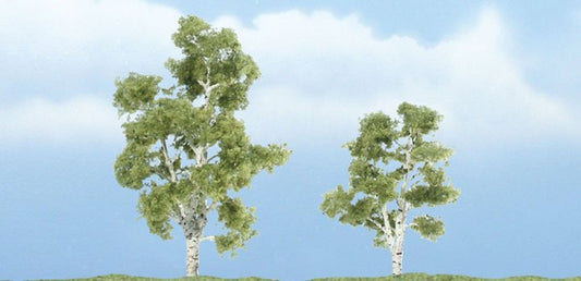 Premium Sycamore Trees 2 ¼ - 3 inch (Pack of 2)