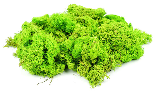 Light Green Lichen 80g