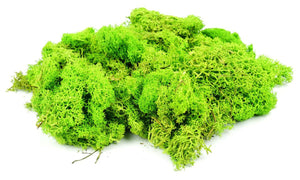 Lichen - Light Green (80g)