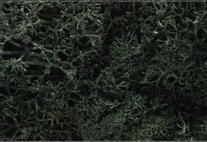 Dark Green Lichen